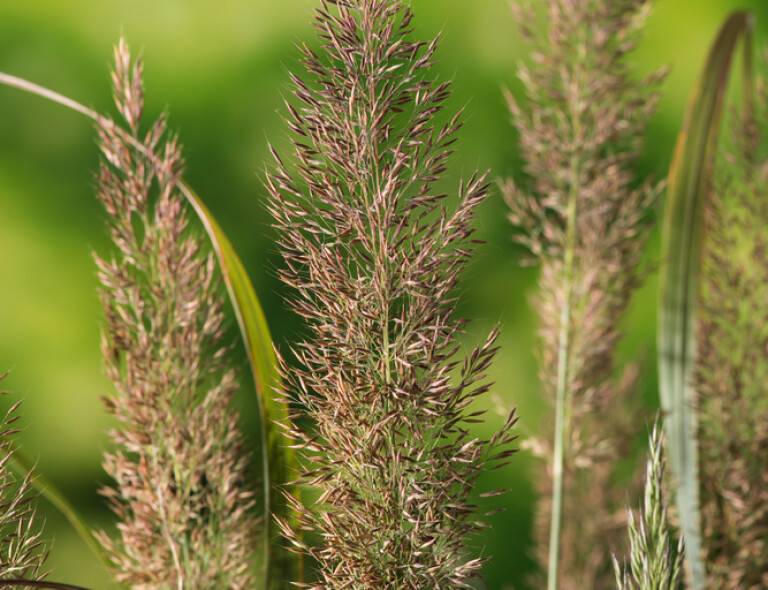 Calamagrostis brachytricha